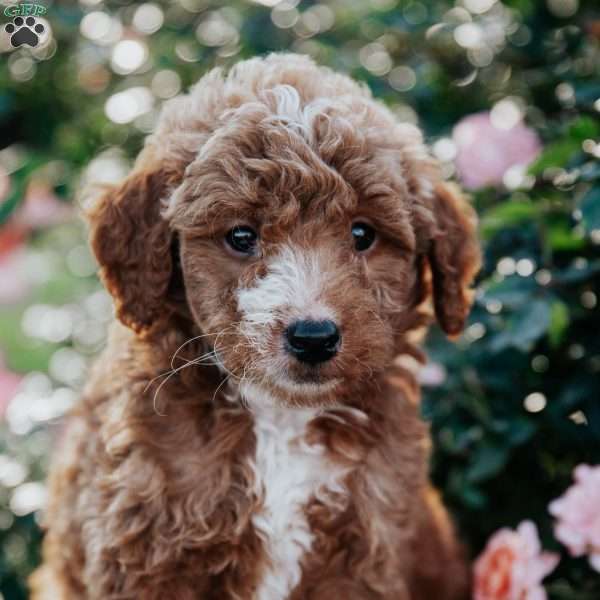 Freddy, Goldendoodle Puppy